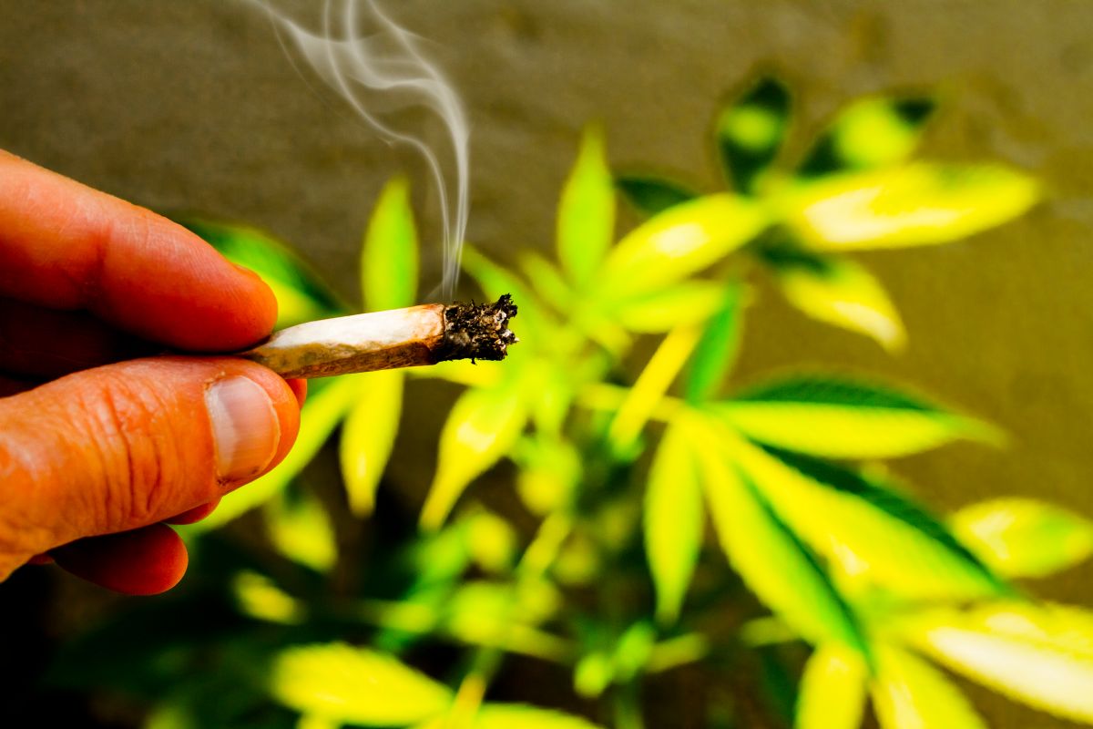 Weed Joint