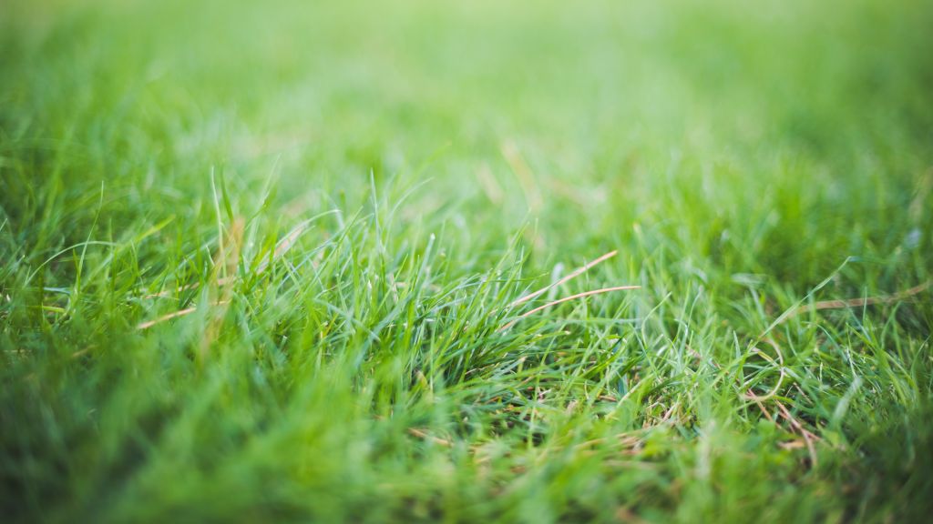 Grass background