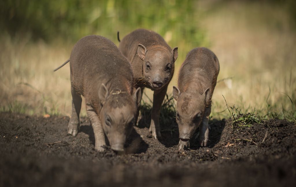 Three little piggies! Rare Babirusa trio born at Chester Zoo