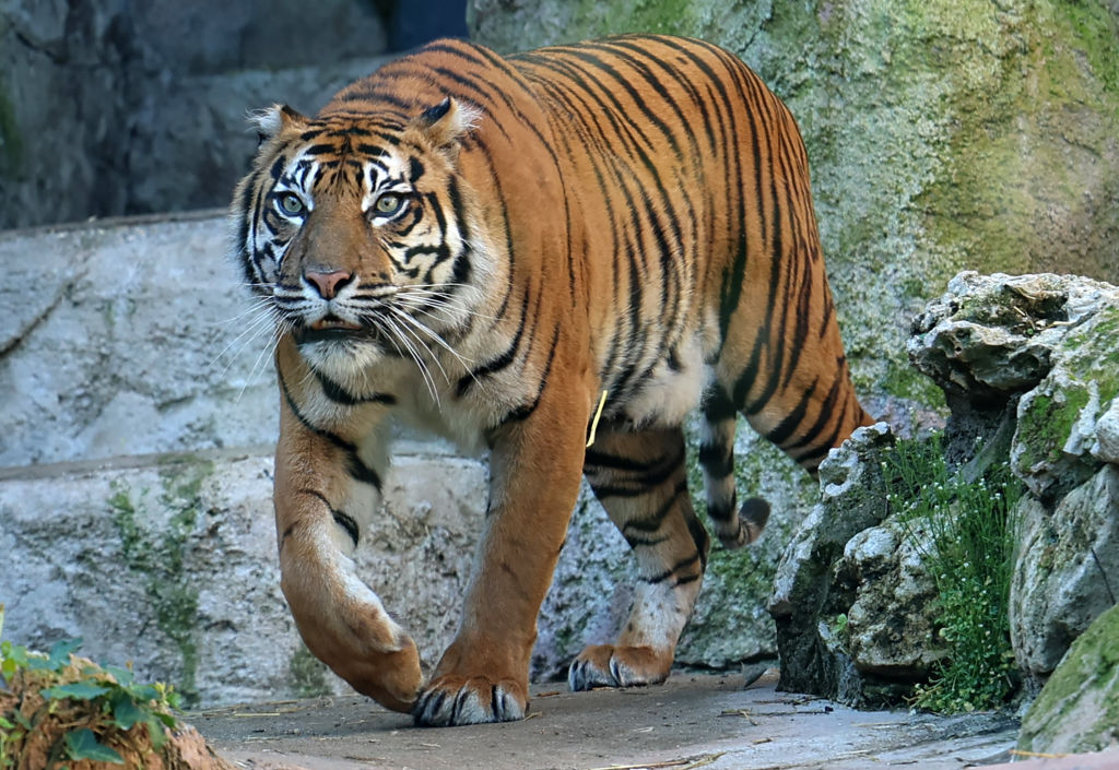 Kala, The New Sumatran Tiger Cub, Is Presented At The Bioparco In Rome