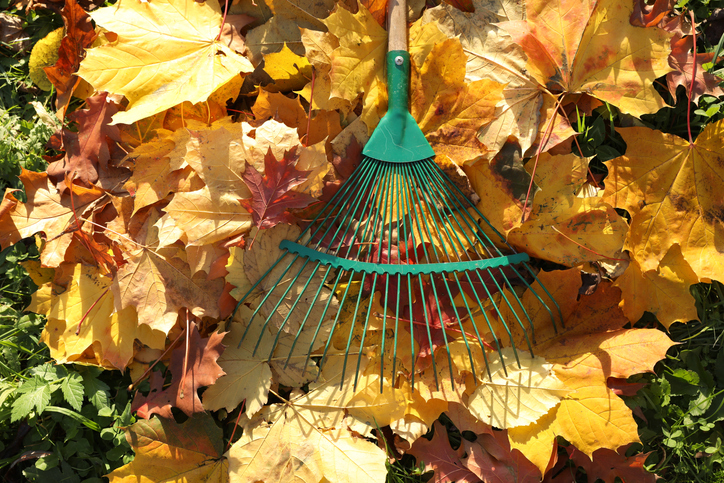 Rake and fall leaves on grass outdoors, top view